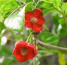 Attēlu rezultāti vaicājumam “Schisandra chinensis flower”