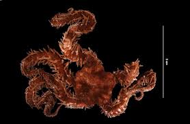 Attēlu rezultāti vaicājumam “Ophiotheca sp.”