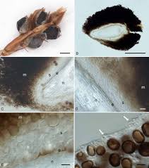 Attēlu rezultāti vaicājumam “Anthracoidea”