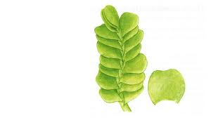 Attēlu rezultāti vaicājumam “Jamesoniella autumnalis”