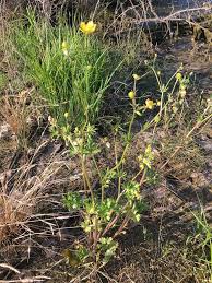 Attēlu rezultāti vaicājumam “Ranunculus bulbosus flower”