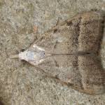 Attēlu rezultāti vaicājumam “Nola aerugula”