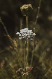 Attēlu rezultāti vaicājumam “Carum carvi flower”