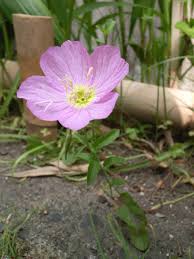 Image result for Primula malacoides