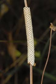 Attēlu rezultāti vaicājumam “Malacosoma castrensis larva”