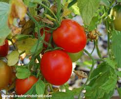 Afbeeldingsresultaat voor caro rich tomato