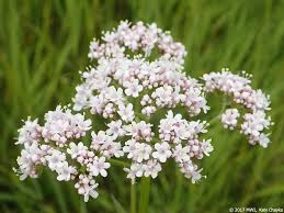 Image result for Valeriana officinalis