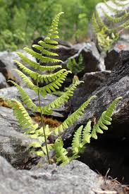 Attēlu rezultāti vaicājumam “Gymnocarpium robertianum”