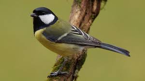 Attēlu rezultāti vaicājumam “Parus major”