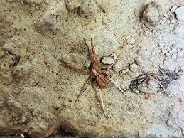 Attēlu rezultāti vaicājumam “Miturgidae”