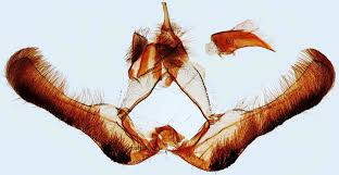 Attēlu rezultāti vaicājumam “Epinotia sordidana”