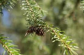 Attēlu rezultāti vaicājumam “Sacchiphantes abietis”