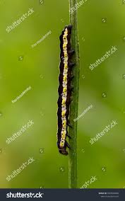 Attēlu rezultāti vaicājumam “Cucullia lucifuga larva”