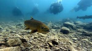 Image result for Lutterworth Sub-Aqua Club