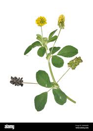 Attēlu rezultāti vaicājumam “Medicago lupulina”