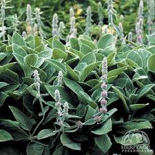 Attēlu rezultāti vaicājumam “Stachys”