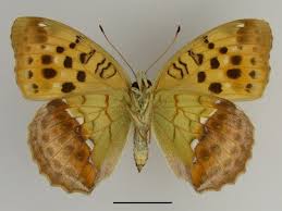 Attēlu rezultāti vaicājumam “Argynnis laodice underside”