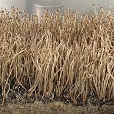 Attēlu rezultāti vaicājumam “Seligeria donniana sporophyte”