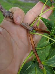 Attēlu rezultāti vaicājumam “Phellodendron amurense bud”