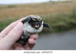 Attēlu rezultāti vaicājumam “Vespertilio murinus”