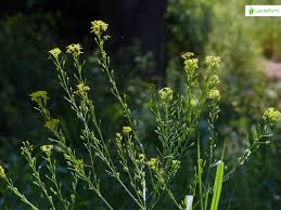 Attēlu rezultāti vaicājumam “Bunias orientalis bud”