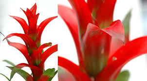 Картинки по запросу гусмания