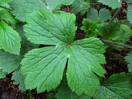 Attēlu rezultāti vaicājumam “Ranunculus lanuginosus flower”