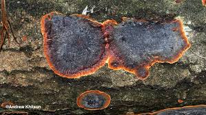 Attēlu rezultāti vaicājumam “Hymenochaete tabacina”