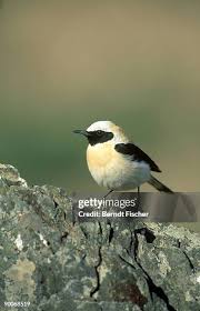 Image result for Oenanthe hispanica