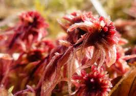 Attēlu rezultāti vaicājumam “Pseudotaxiphyllum elegans macro”