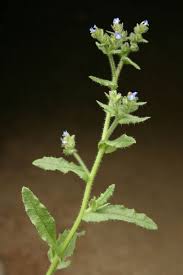 Attēlu rezultāti vaicājumam “Anchusa arvensis”