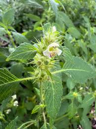 Attēlu rezultāti vaicājumam “Galeopsis bifida”