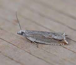 Attēlu rezultāti vaicājumam “Ancylis myrtillana”