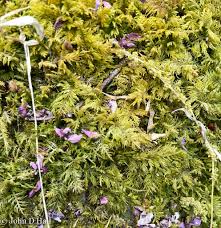 Attēlu rezultāti vaicājumam “Thuidium recognitum”