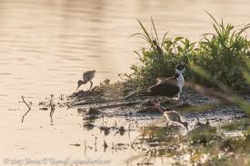Attēlu rezultāti vaicājumam “Lycogala asperum young”