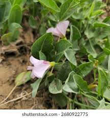 Attēlu rezultāti vaicājumam “Convolvulaceae”