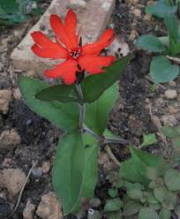 Attēlu rezultāti vaicājumam “Silene x arkwrightii Vesuvius flower”