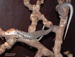 Fun Facts about Blue Tongue Skinks - BlueTongueSkinks.