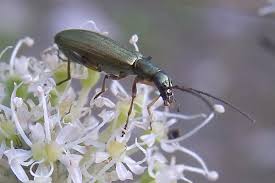 Attēlu rezultāti vaicājumam “Chrysanthia geniculata”