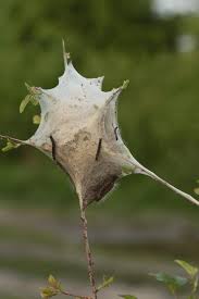 Attēlu rezultāti vaicājumam “Eriogaster lanestris”