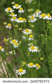 Image result for Matricaria recutita (chamomilla)