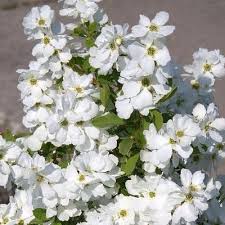 Attēlu rezultāti vaicājumam “Exochorda giraldii var. wilsonii”