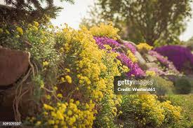 Image result for Alyssum saxatile