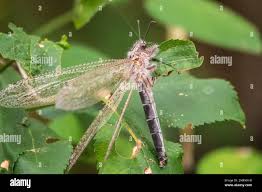 Attēlu rezultāti vaicājumam “Myrmeleontidae”