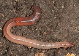 Attēlu rezultāti vaicājumam “Lumbricus terrestris”