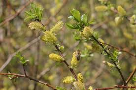 Attēlu rezultāti vaicājumam “Salix myrsinifolia male flower”