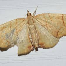 Attēlu rezultāti vaicājumam “Eulithis sp.”