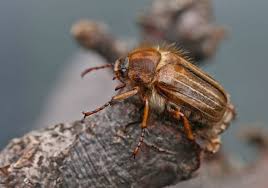 Attēlu rezultāti vaicājumam “Amphimallon solstitiale imago”