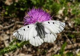 Attēlu rezultāti vaicājumam “Parnassius mnemosyne underside”