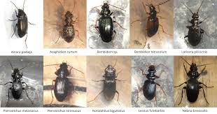 Attēlu rezultāti vaicājumam “Bembidion sp.”